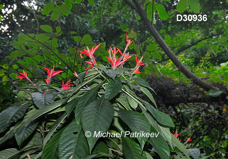 Aphelandra pulcherrima Acanthaceae